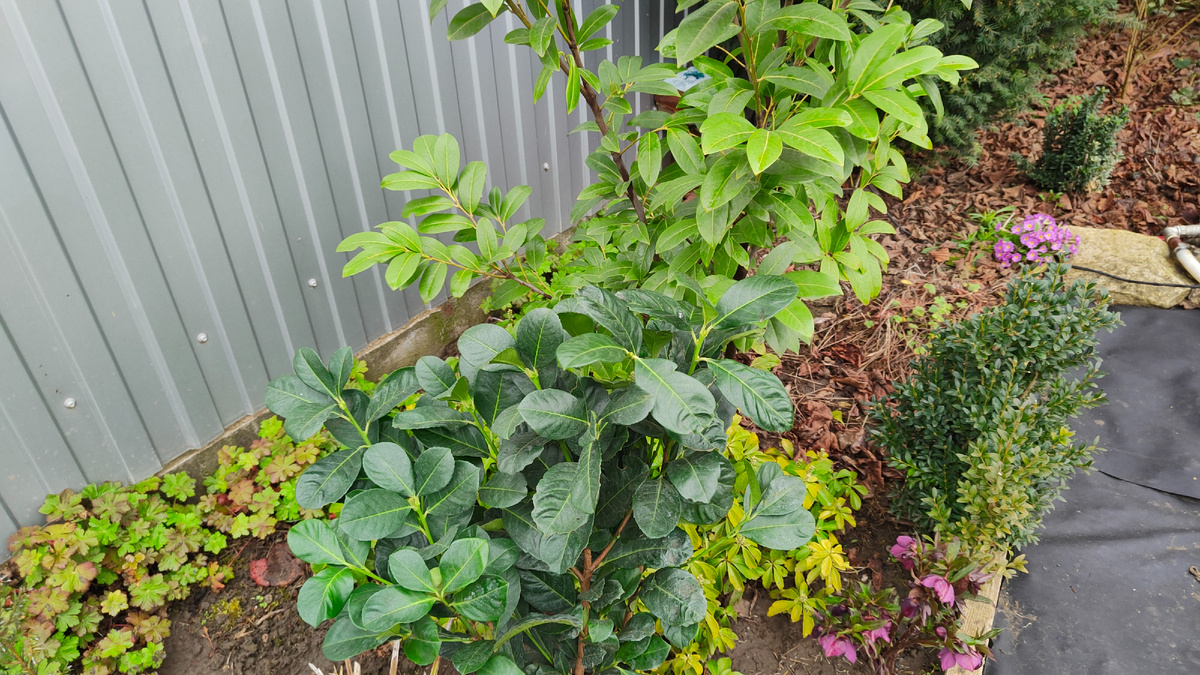 Форма и цвет листьев здесь явно отличаются.