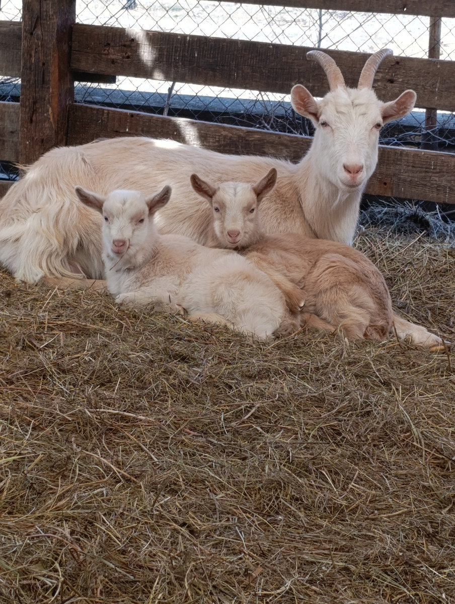 Айва с айвушками