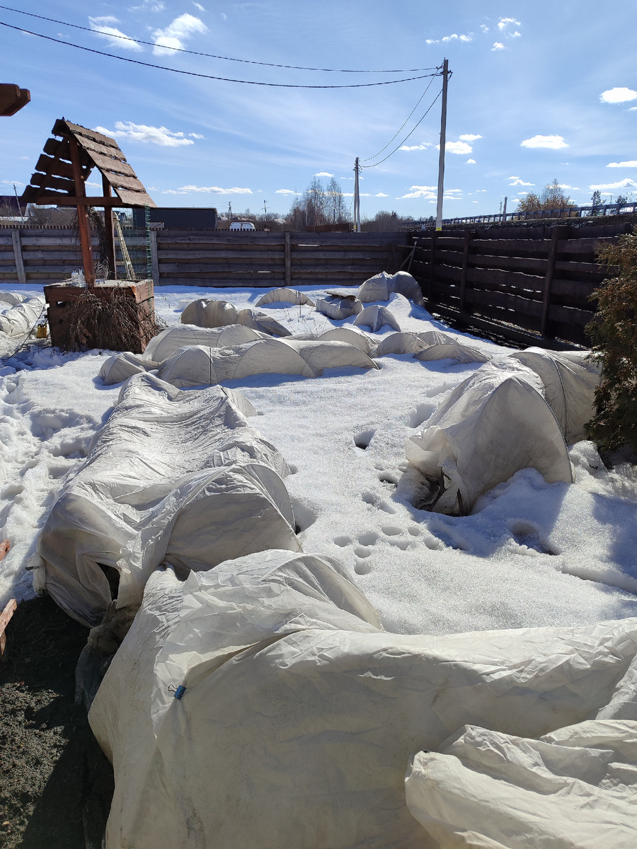 Желтый розарий сегодня