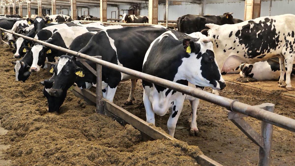    HD Ферма коровы молоко