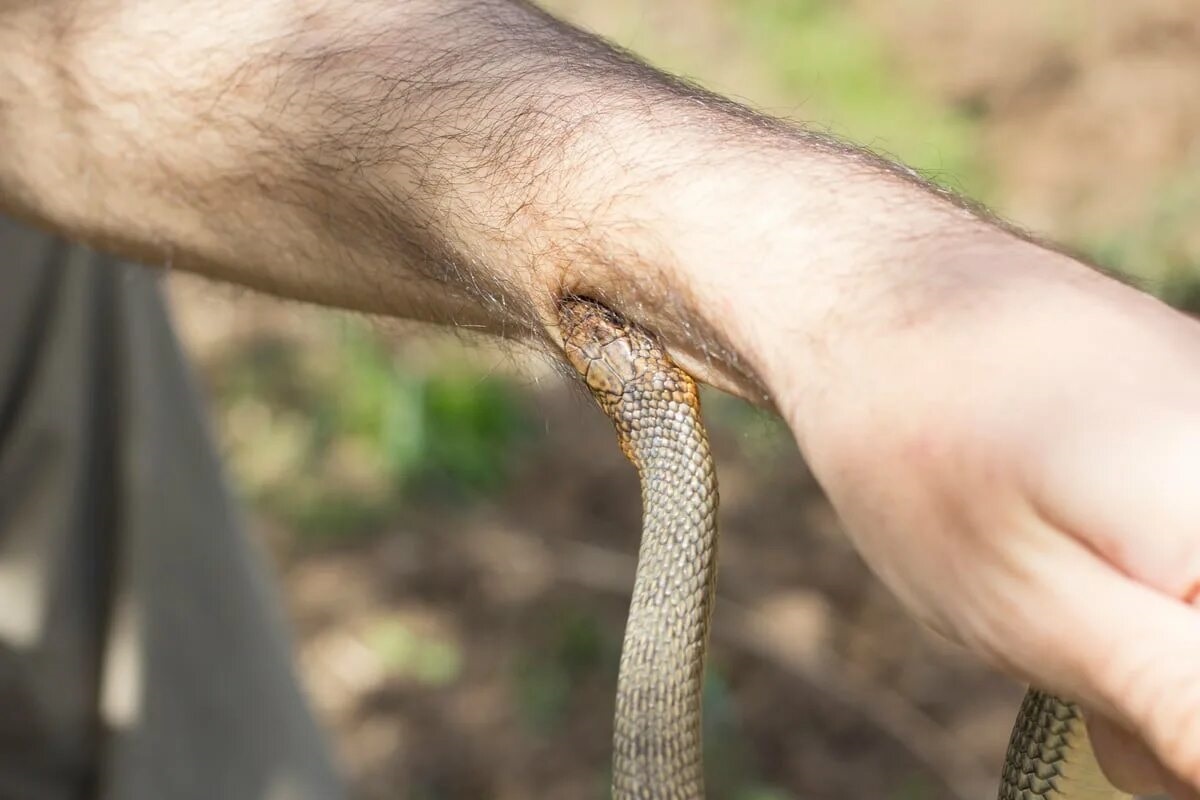 Фото с сайта: https://www.thequint.com/fit/health-news/who-unveils-plan-to-tackle-global-snakebite-emergency-3
