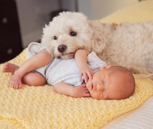 Поведение пуделя, которое меняется, когда в доме появляется ребёнок