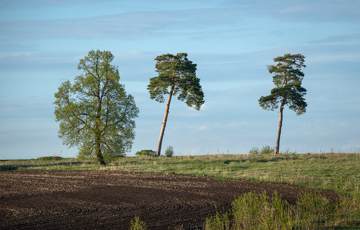 Яндекс.картинки