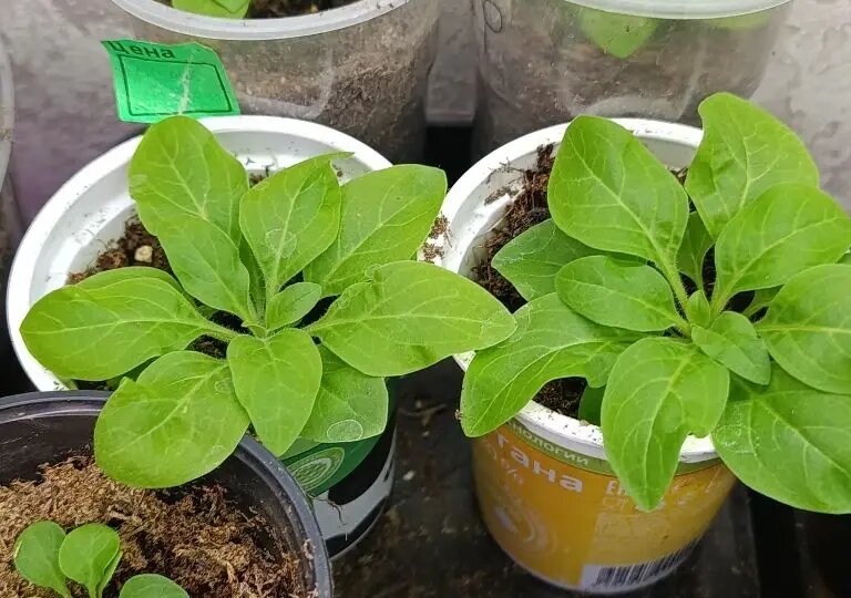 Пересаживаем петунию. Что нужно знать?