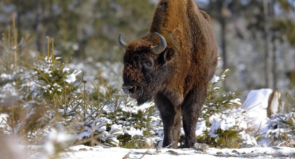 В Польше поезд сбил стадо зубров