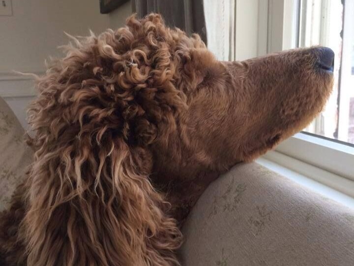 Почему пудель иногда ведёт себя так, будто ему неловко за хозяина