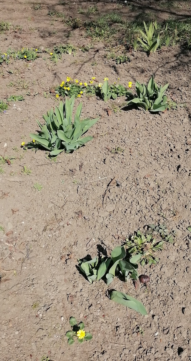 Даже не знаю как они называются