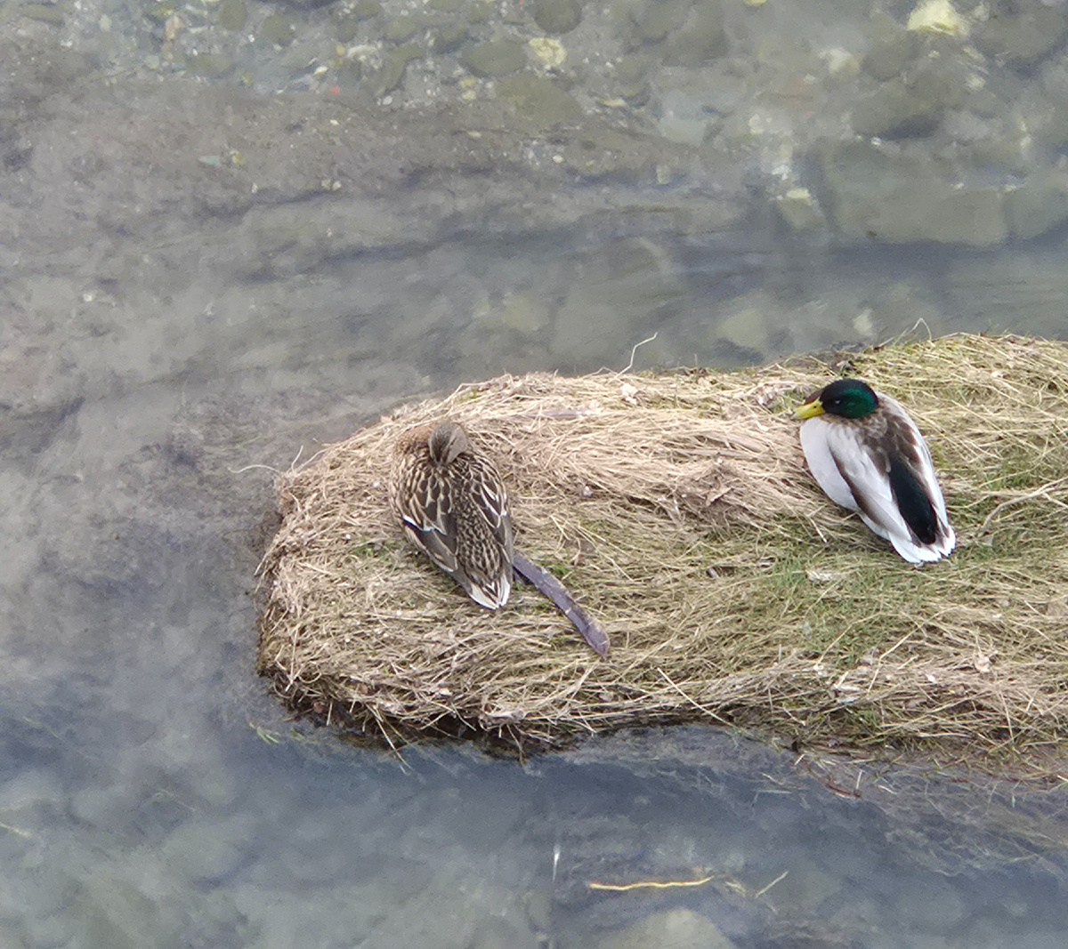 Дремлют под моросью утки у нас на речке у дома.