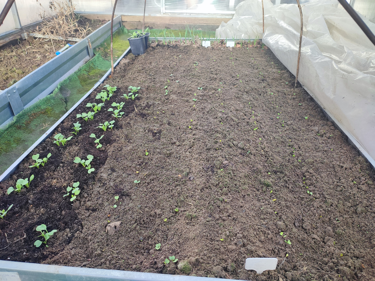 Вы видите эти стройные ряды редиса?