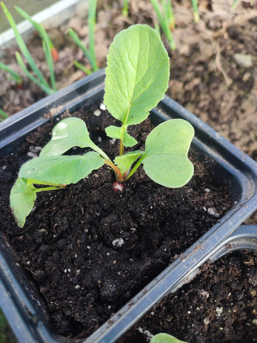 Растет редисочка. Уже видно красную кругляшку🥳