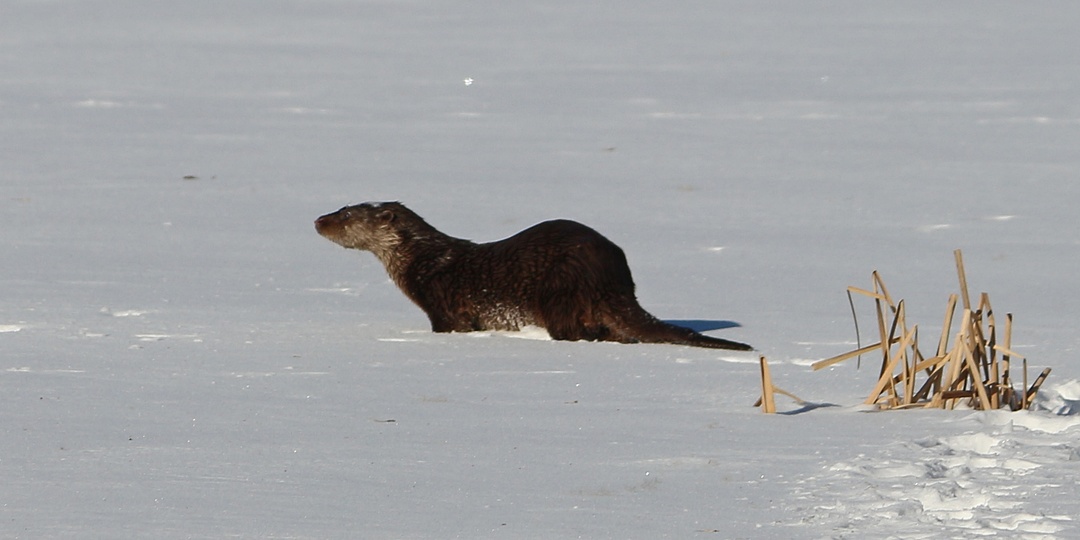 Про выдру и неизвестную птицу.