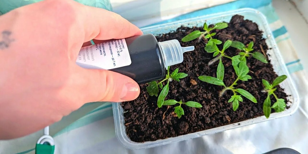 Перекись водорода для рассады это главный секрет крепких растений.