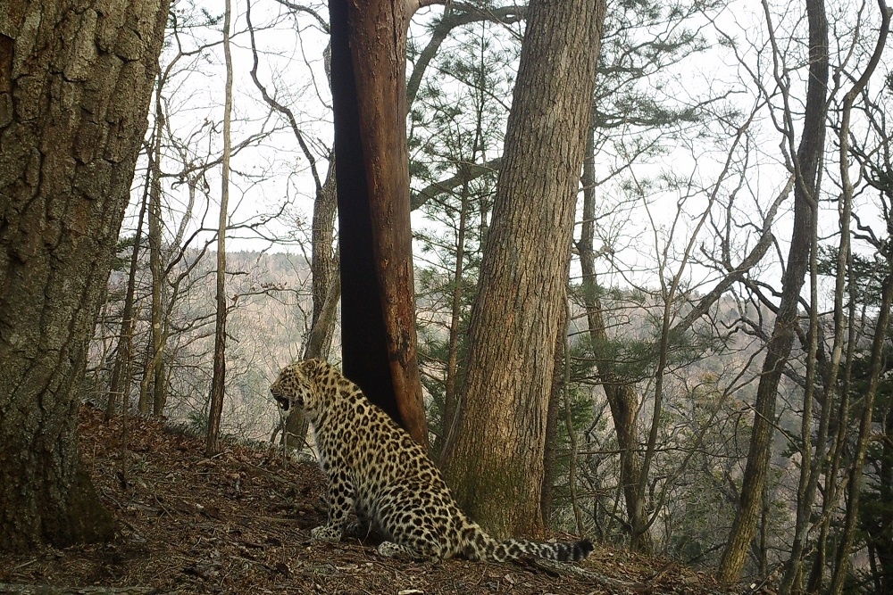 Источник фото - https://golnk.ru/qyJVe