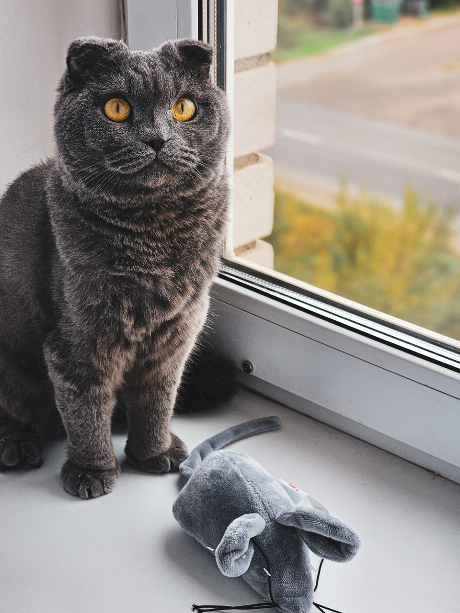 Мой шотландец Грей