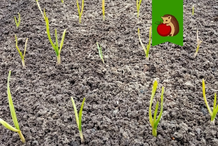 Одна из причин пожелтения пера – как раз недостаток азота