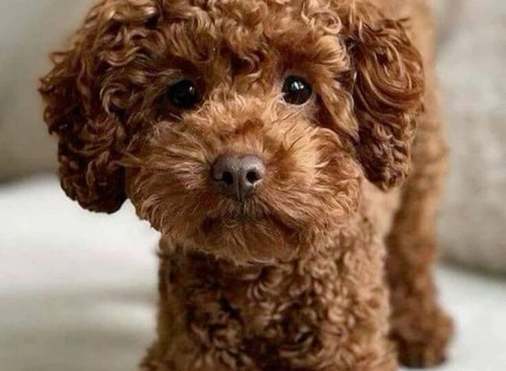 Почему после первого пуделя люди или влюбляются навсегда, или больше не рискуют