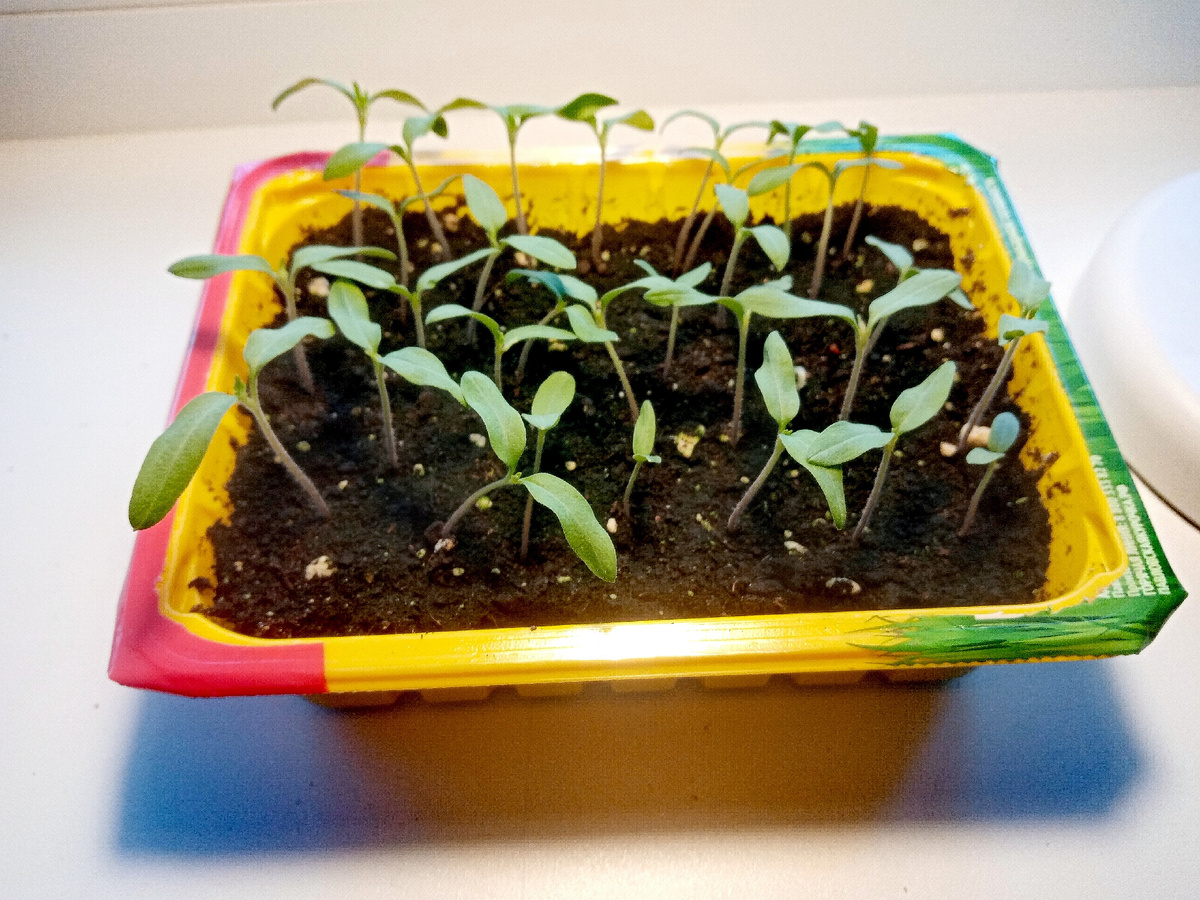 Фото автора от 22 марта.