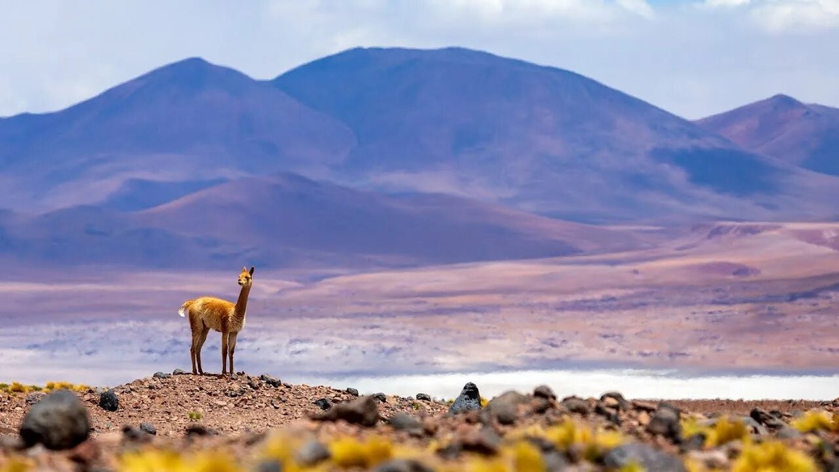 Источник фото - https://golnk.ru/3bVRZ