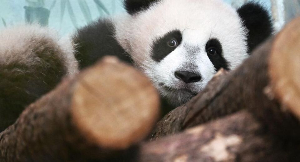 Любимой игрушкой панды Катюши оказался зеленый куб-мяч