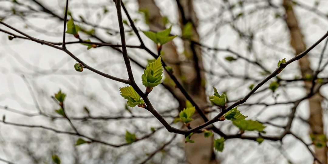 Потепление до +15 градусов ожидается 23 марта в Забайкалье