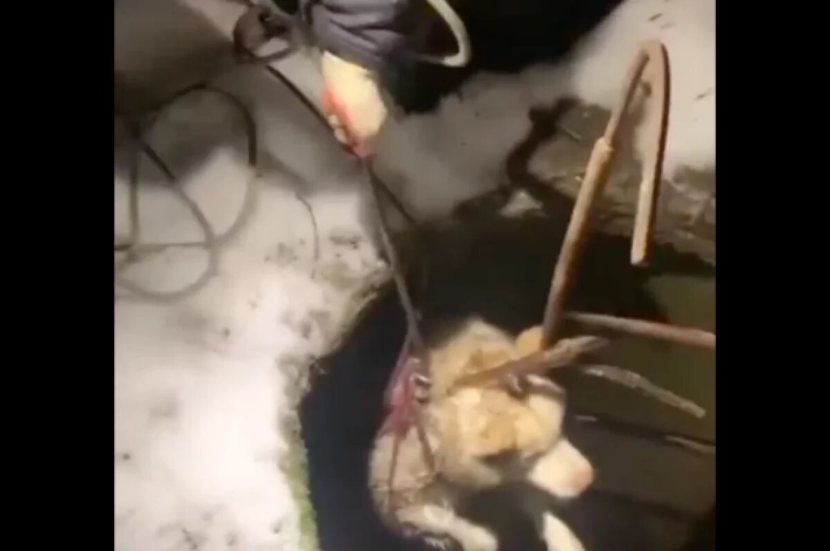    Свердловские зооспасатели вытащили собаку из глубокого колодца