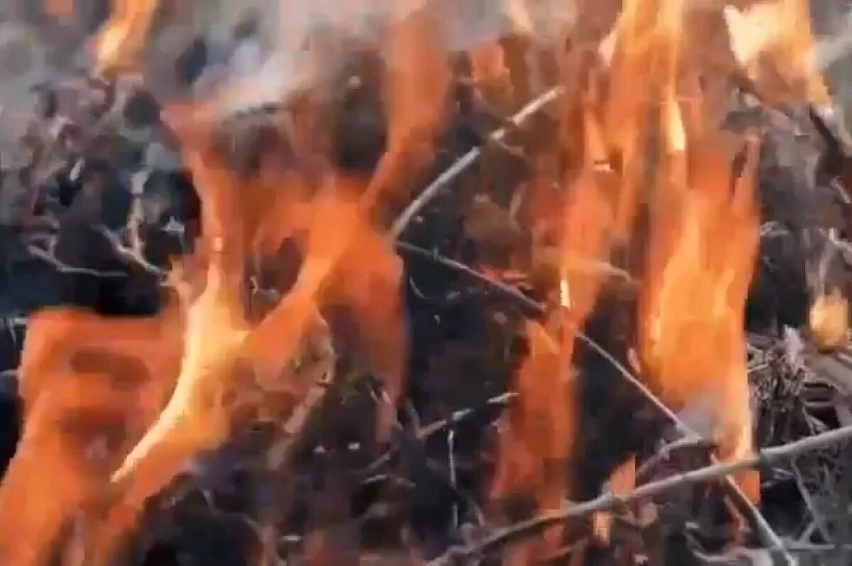    О штрафах за сжигание сухой травы напомнили волгоградцам