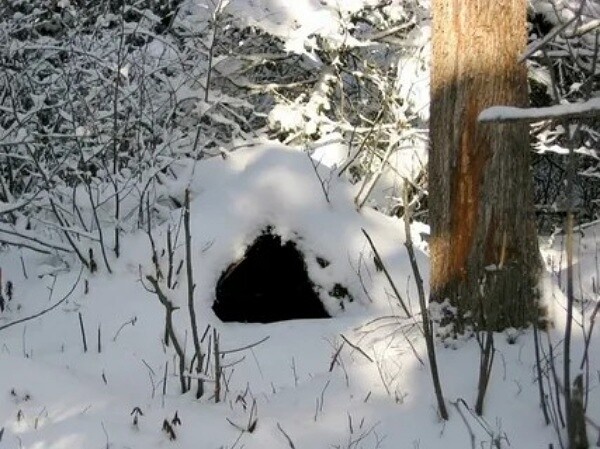 Фото из Яндекса