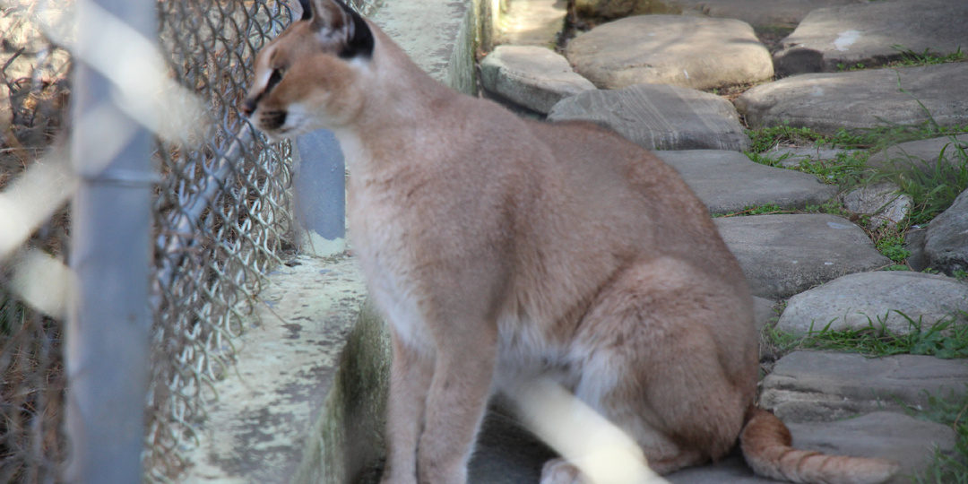 Сафари-парк в Геленджике: путешествие в мир дикой природы
