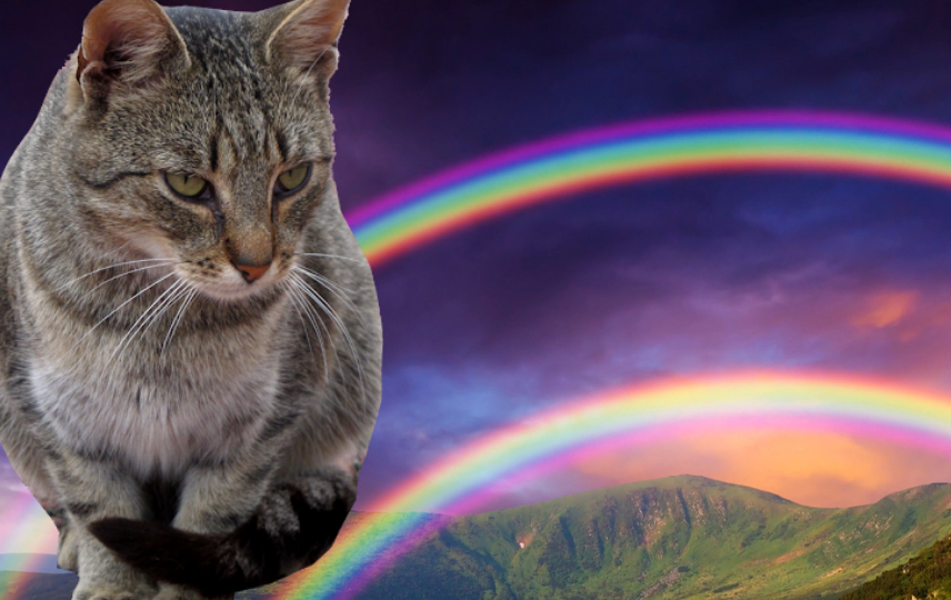 😿 Когда уходит пушистый друг: как пережить потерю и не сломаться