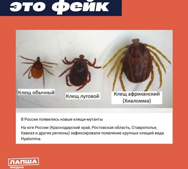    Фото Т Г-канала "Лапша Медиа" Редактор