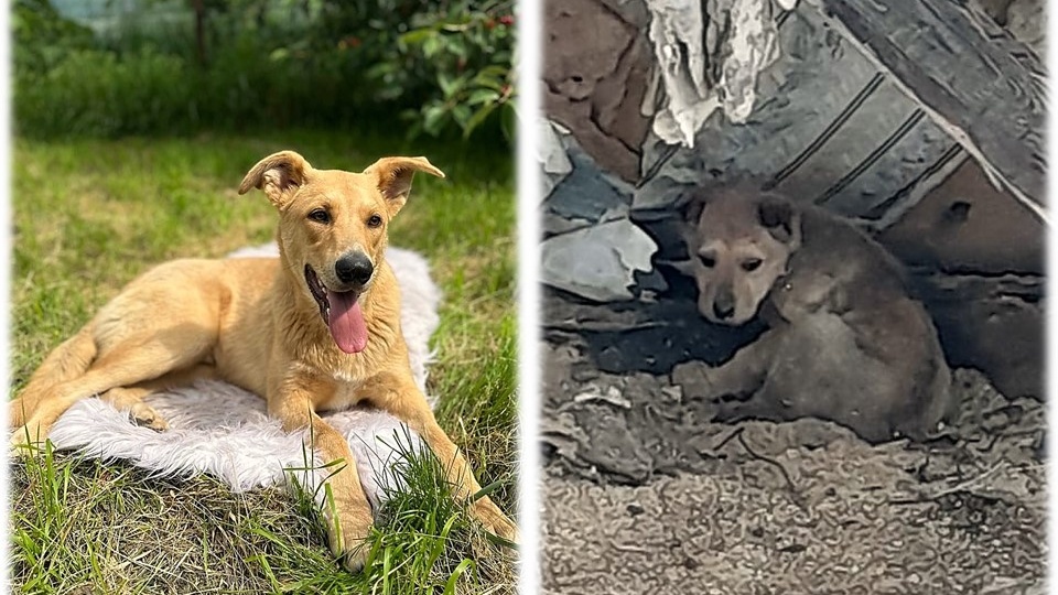 Долг за жизнь единственного щенка. Помогите оплатить его право на будущее. 🙏