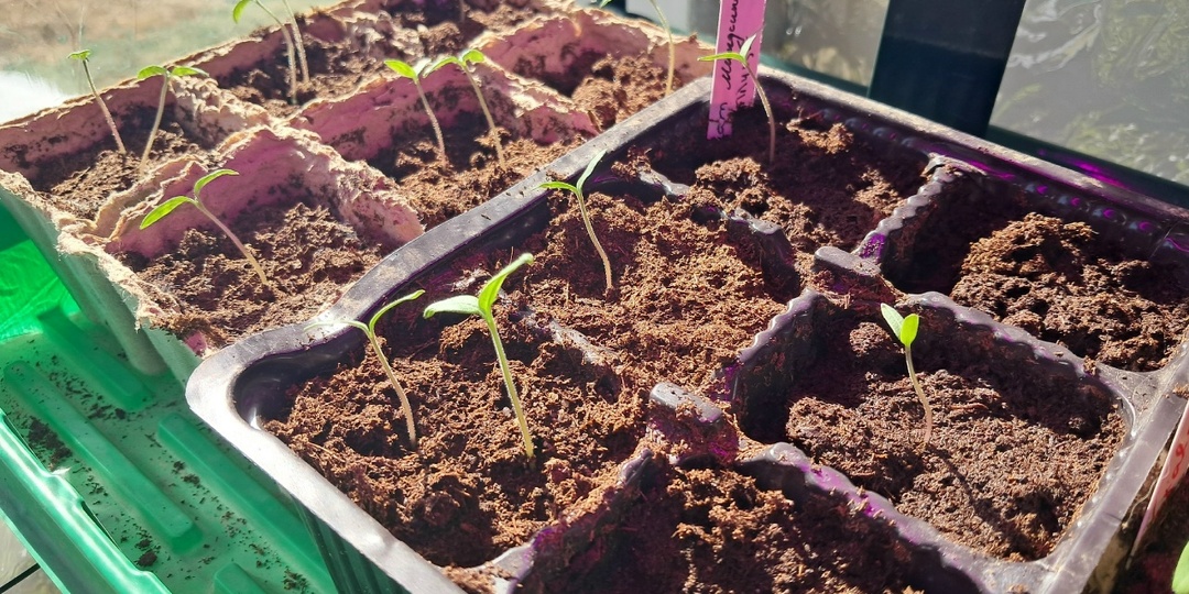 Тайна пикировки томатов: почему я пересаживаю помидоры 3 раза и не боюсь черной ножки