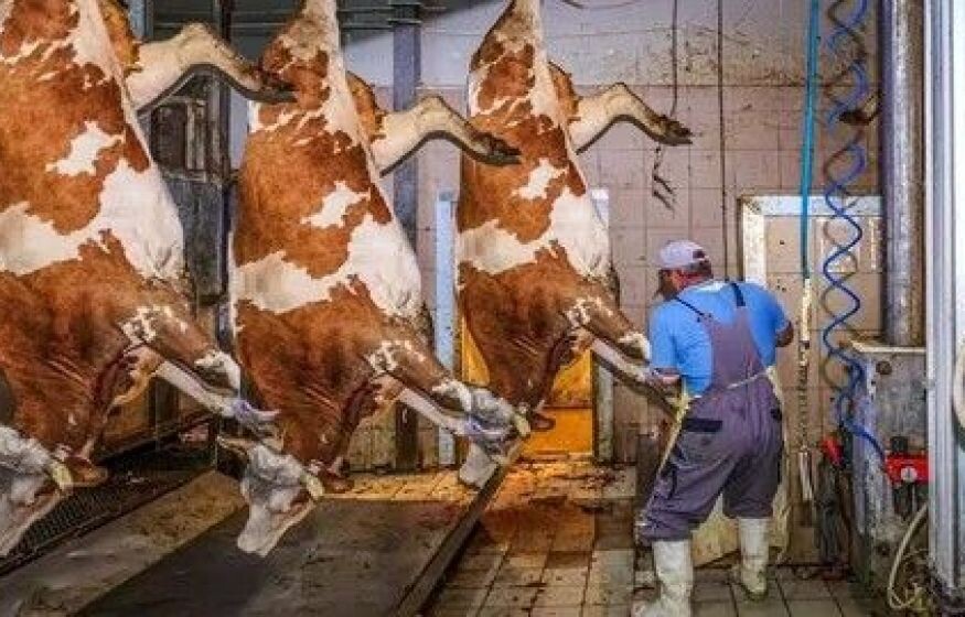    Халатность или предательство. Почему чиновники скрывали опасную инфекцию и довели ситуауцию до точки кипения?