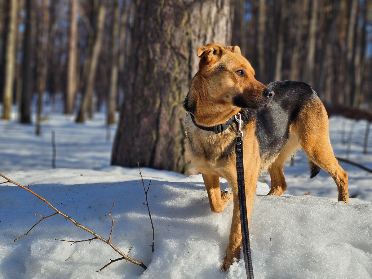 Моя подобраная собачуля