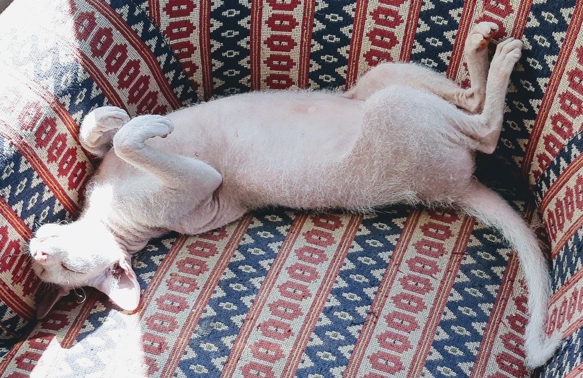    Петерболдов можно кормить натуралкой, готовыми кормами или смешанным рационом