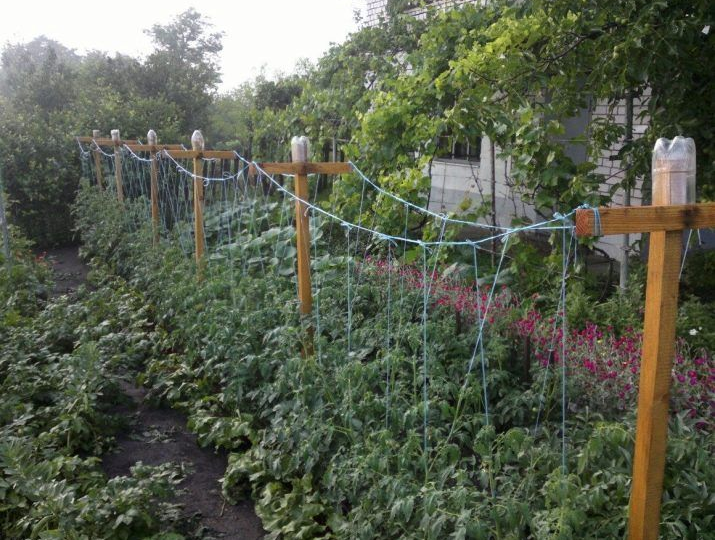 Как правильно подвязывать растения и зачем это нужно