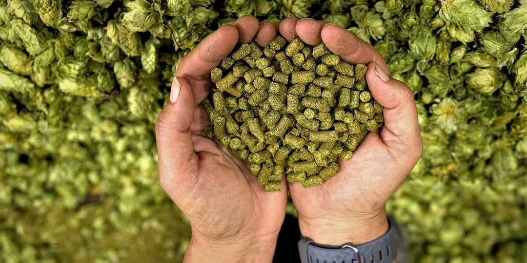 Факты о хмеле, о которых не расскажут производители пива