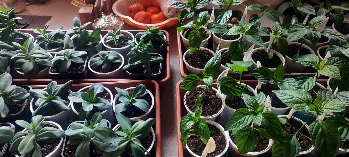 Перцы и эустомы