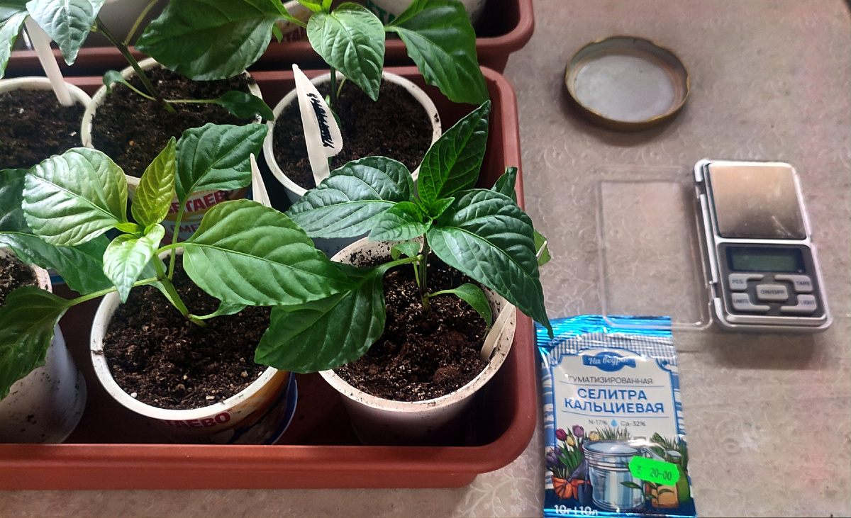 Первая подкормка перцев с добавлением пальцевой селитры