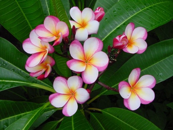 А вы выращивали франжипани? А плюмерию?