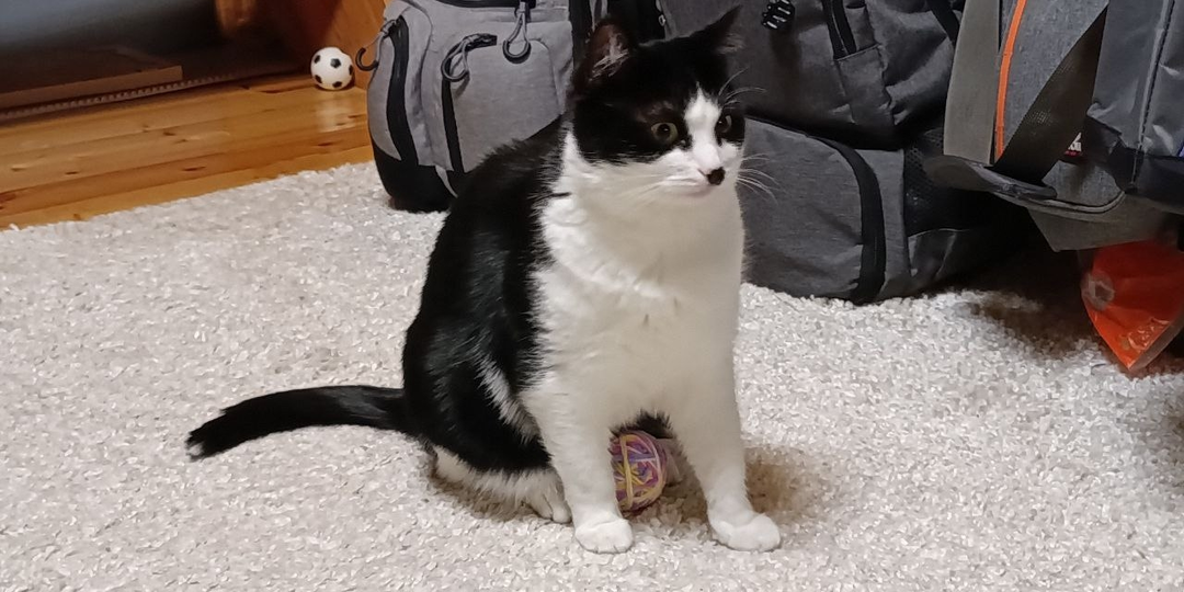 Дачи, осень, брошенные кошки и котята... Типичная и очень грустная история, повторяющаяся из года в год!