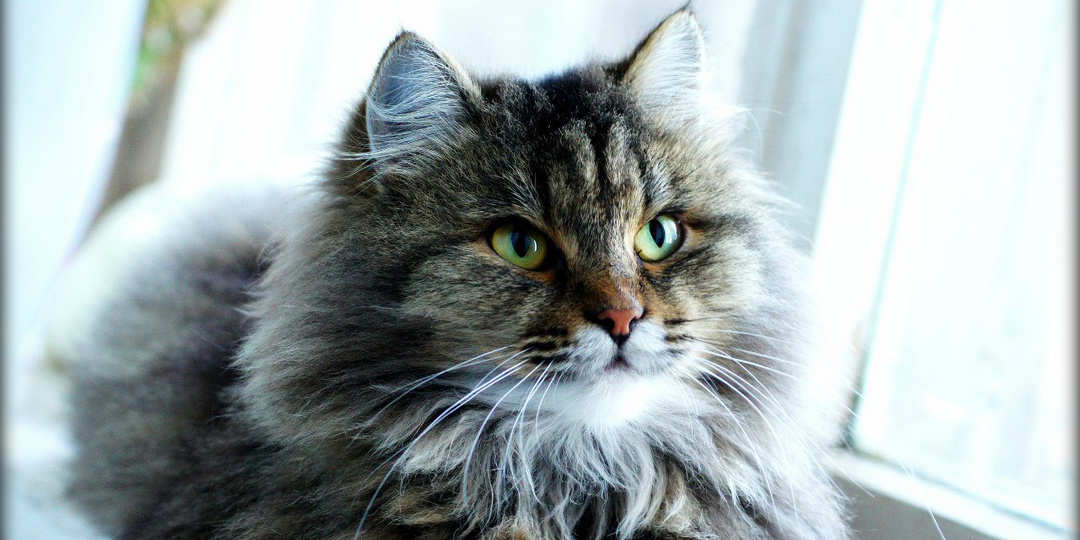 Что я скажу жене?