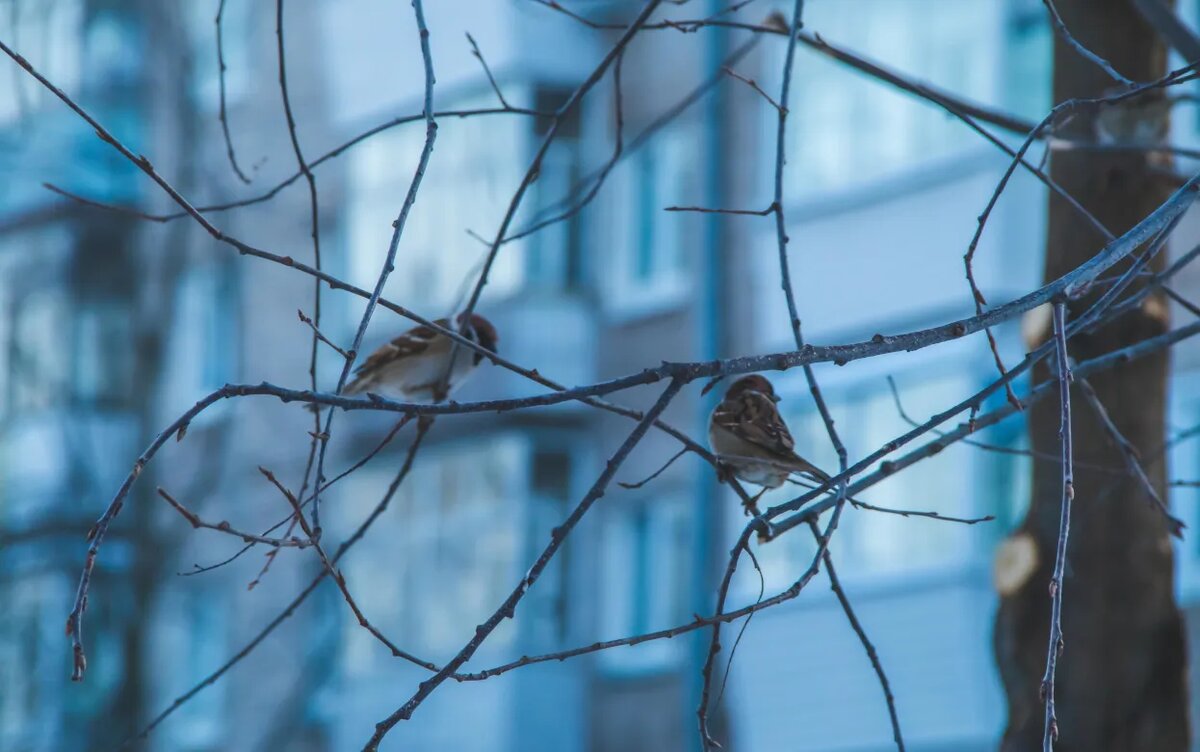    Погода в Ижевске на неделю с 23 по 27 марта