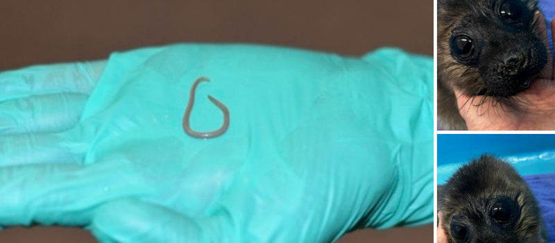    Спасение тюленей 699-23-99