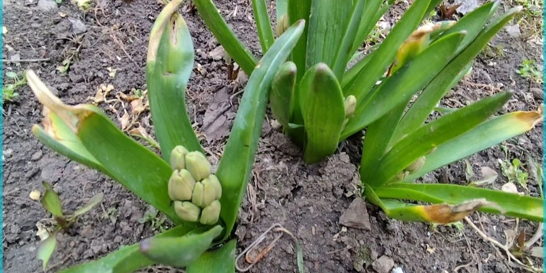 У нас скоро цветочки зацветут под окном