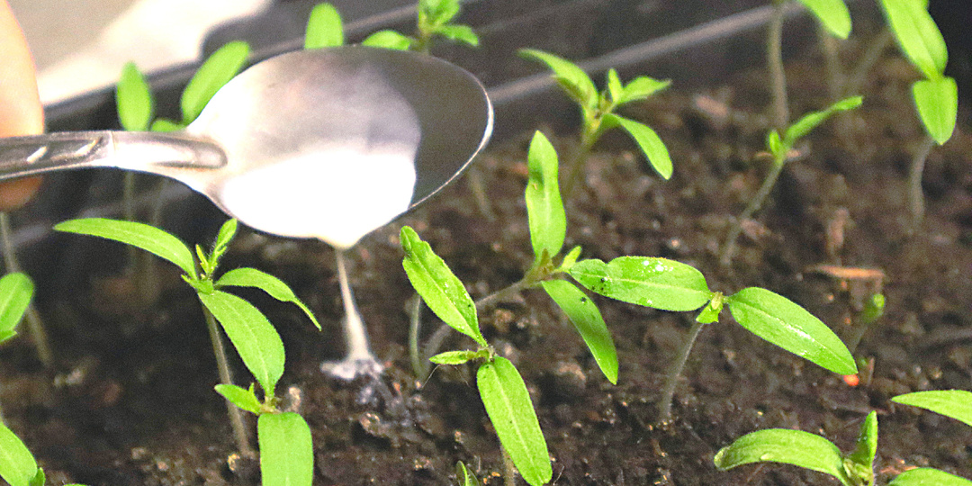 За три дня рассада заметно окрепла благодаря этой подкормке. Делюсь, как правильно её использовать для достижения результата.