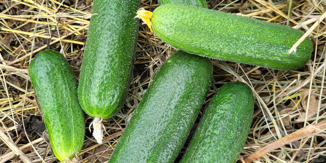 Как получить ранний урожай огурцов раньше всех: уже в мае собираю первые огурцы