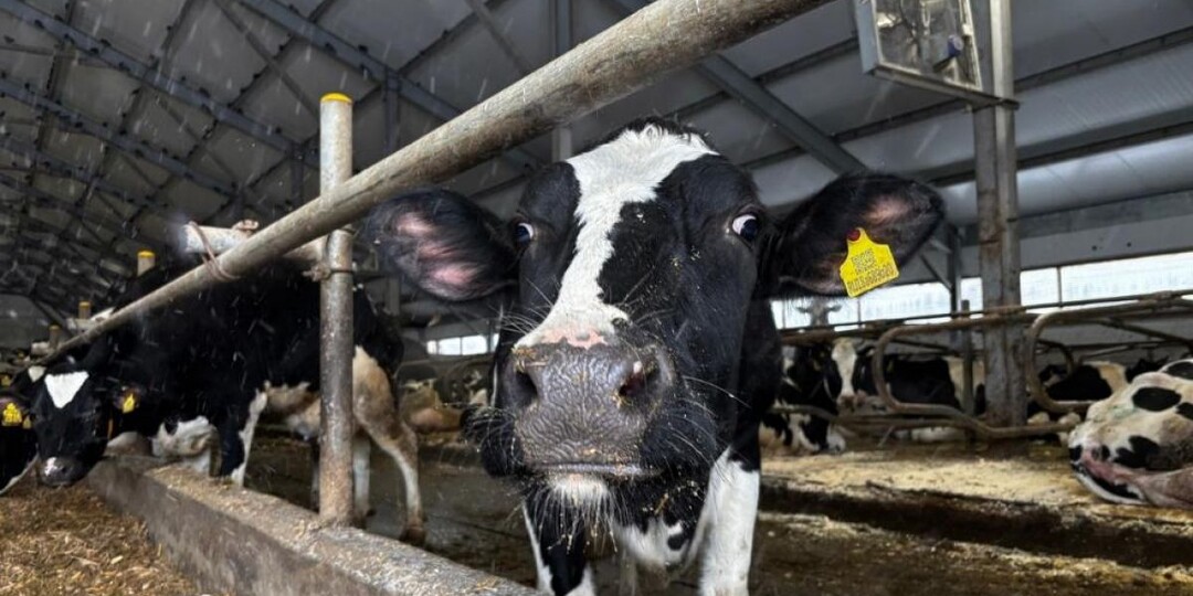 В Смоленской области прошли учения по ликвидации очагов заразных болезней животных