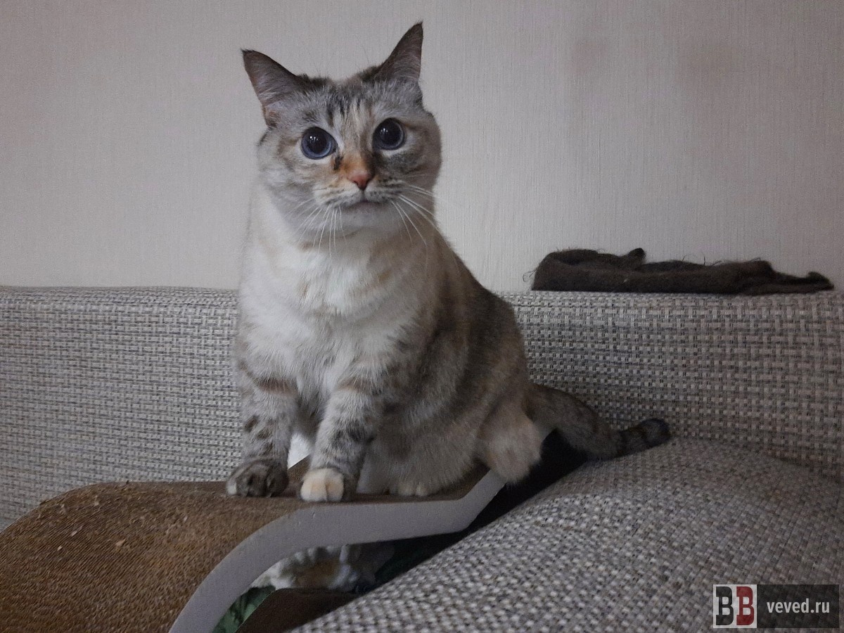     Фото: Вечерние ведомости