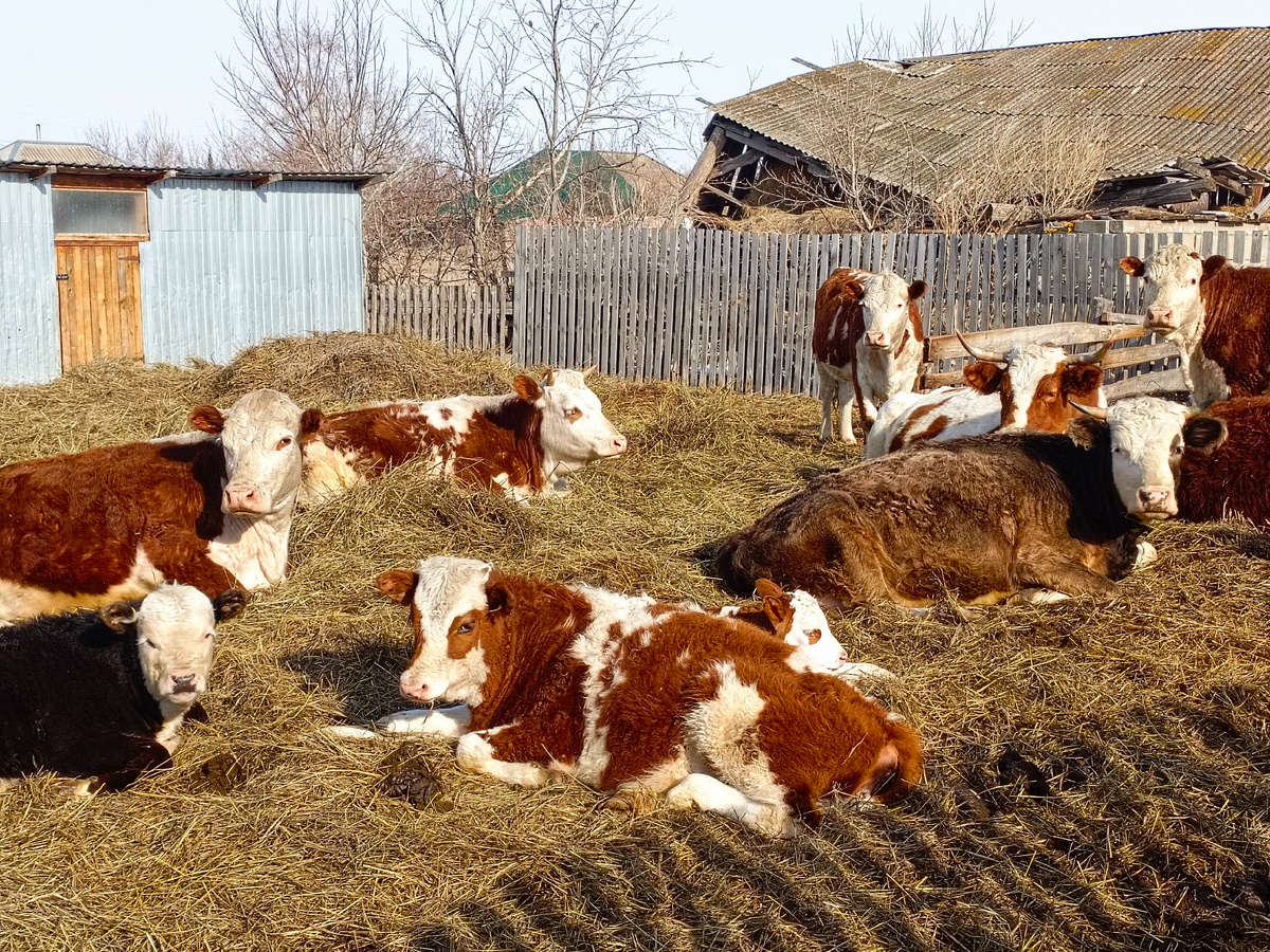 Валежник на солнышке. 😁